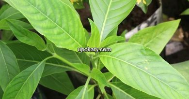 Bask leaves