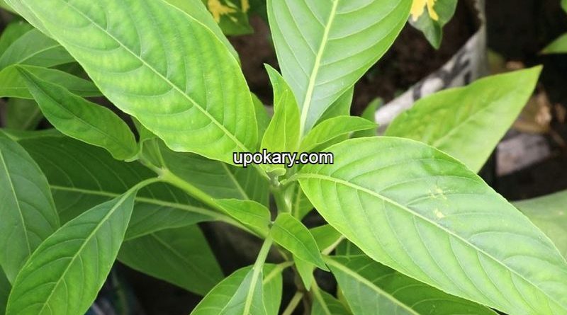 Bask leaves