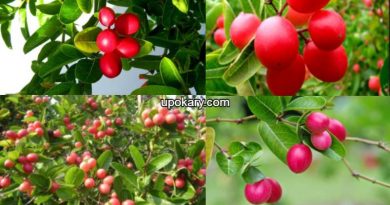 Bcurrant.