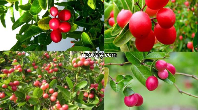 Bcurrant.
