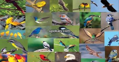 Birds