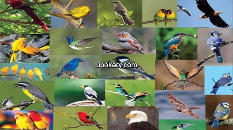 Birds