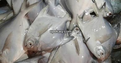 Rupchanda fish