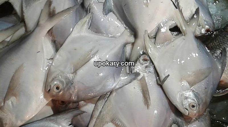 Rupchanda fish