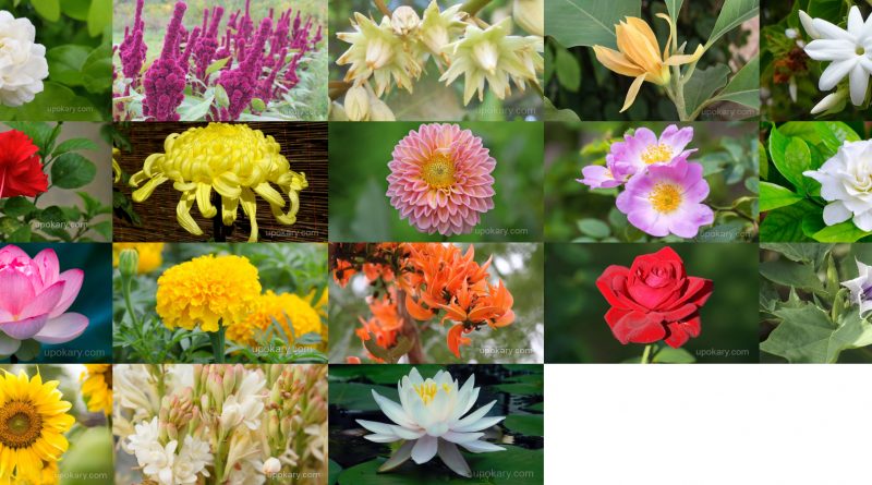 Flower