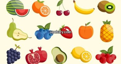 Fruit