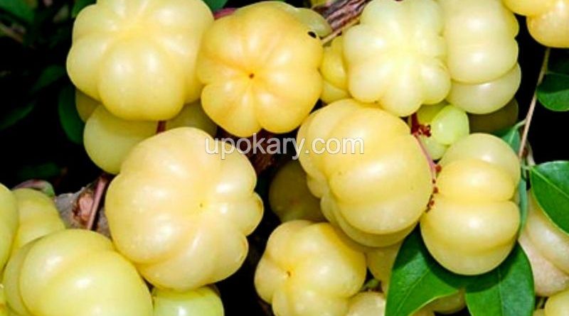star gooseberry