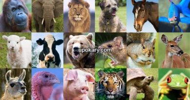 animal
