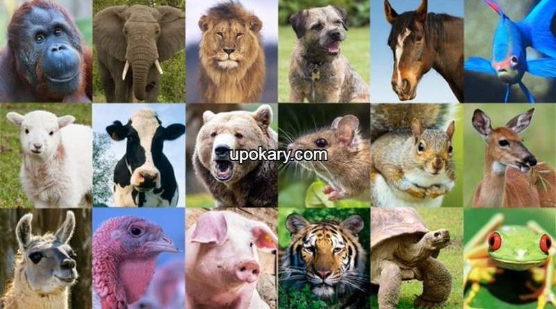 animal