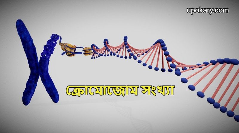 Chromosome