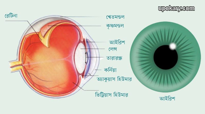 Eye
