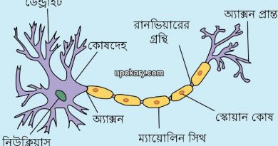 Neuron