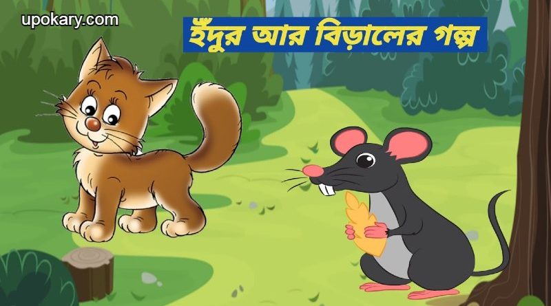 rat