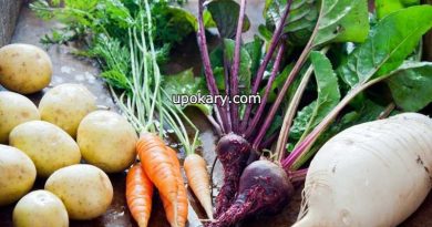 root-vegetable