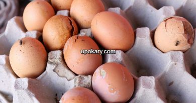 rottingegg