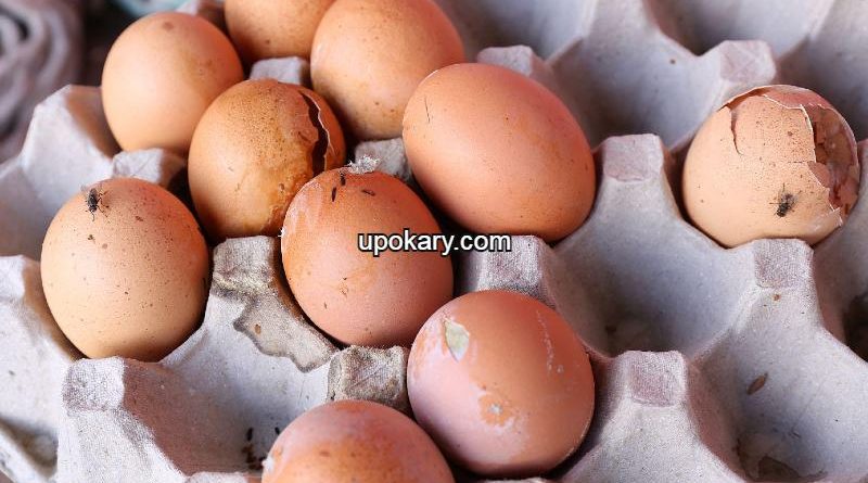 rottingegg