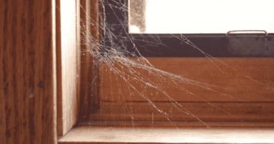 spider web