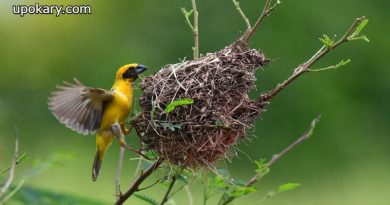 Babui_bird