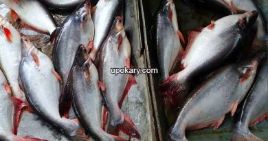 Basa