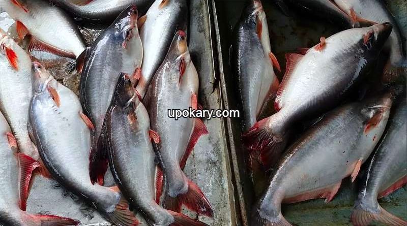 Basa