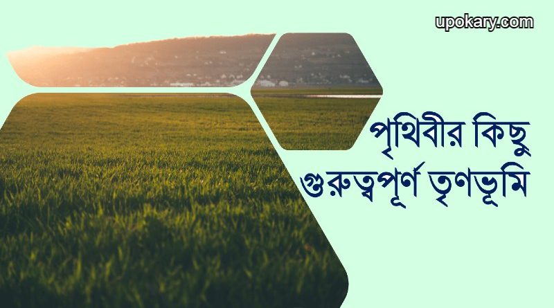 Grasslandd