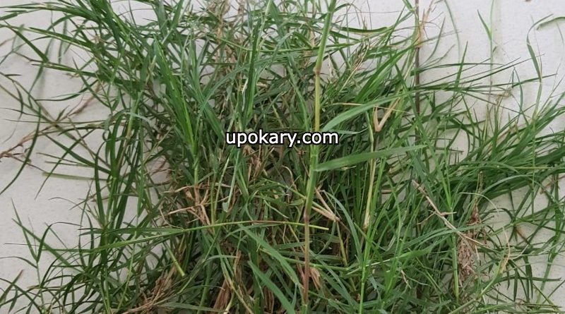 Scutch grass