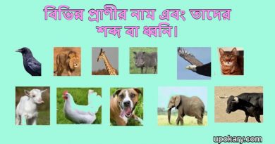 animals