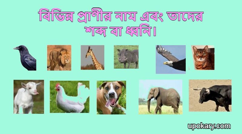 animals