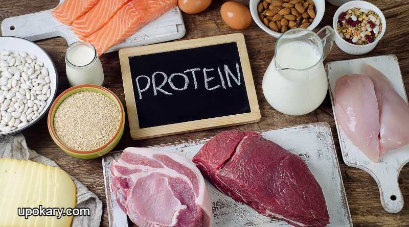 body need protein