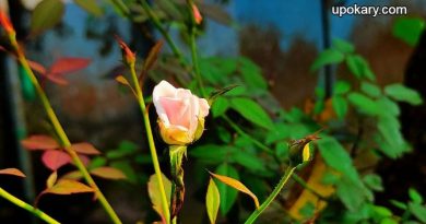Flower crop