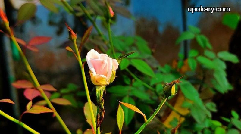 Flower crop