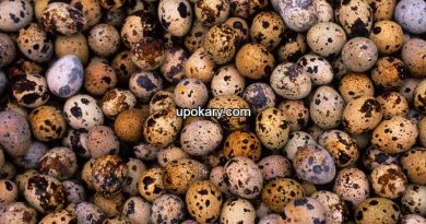 Frazier-Quail