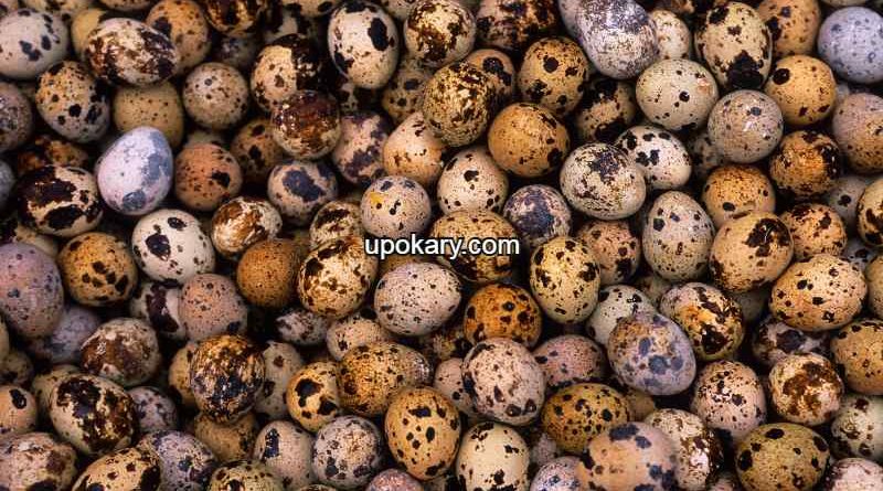 Frazier-Quail