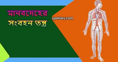 Human_body