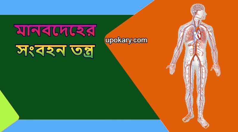 Human_body
