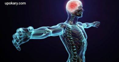 Nervous-System