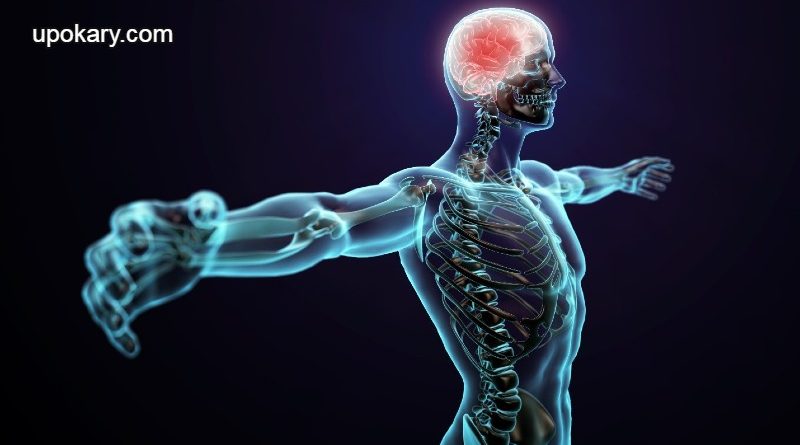 Nervous-System