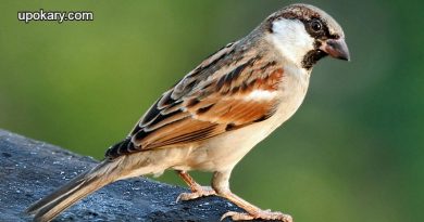 The sparrow