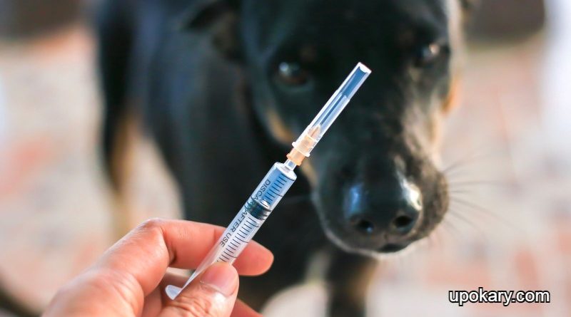 dog-bite