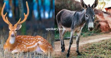donkeys
