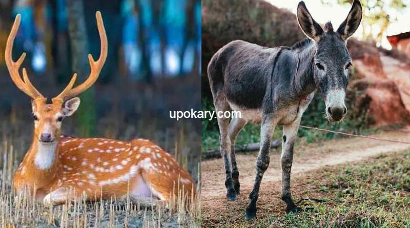 donkeys