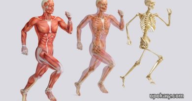 human body