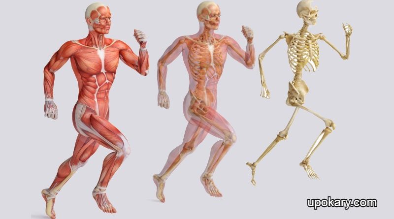 human body