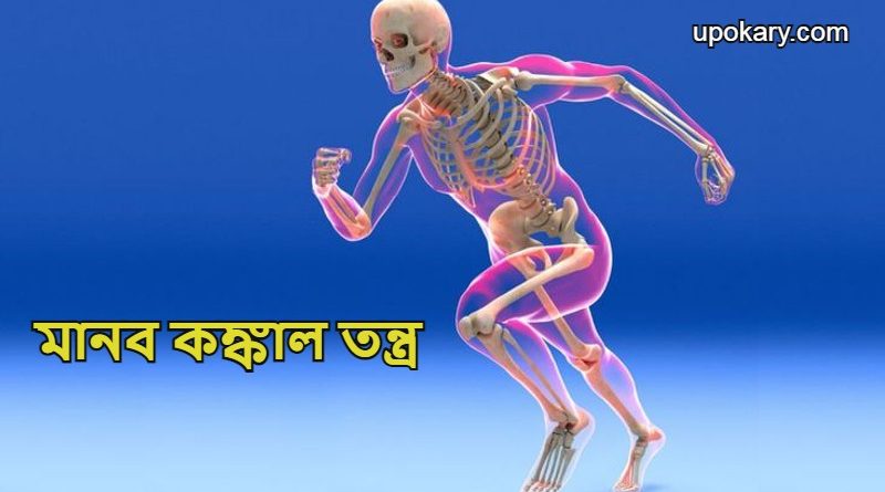 human_skeletal