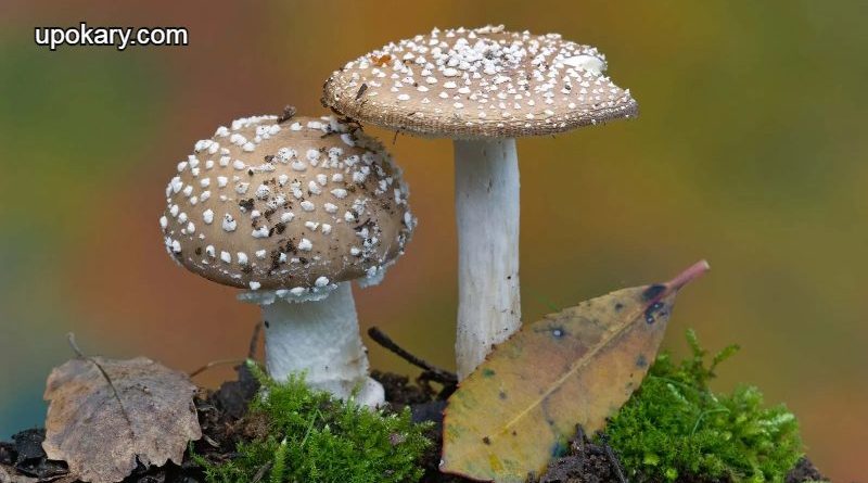 Fungus