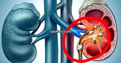Kidney