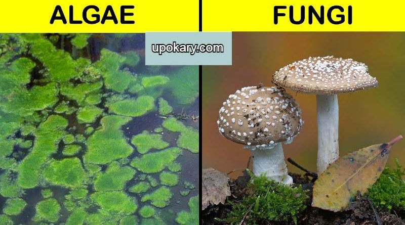fangal