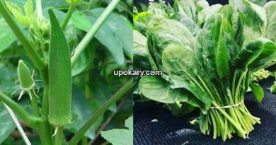 spinach