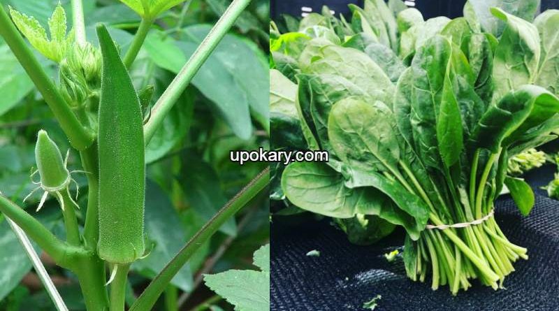 spinach