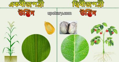 Monocotyledon